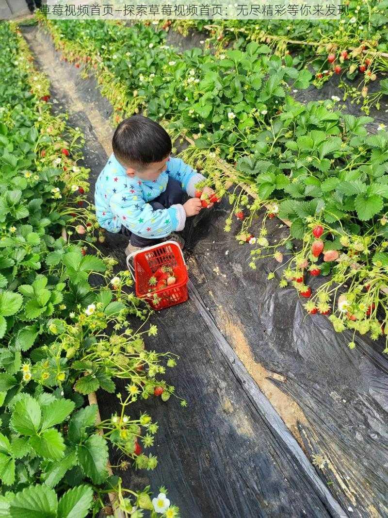 草莓视频首页—探索草莓视频首页：无尽精彩等你来发现