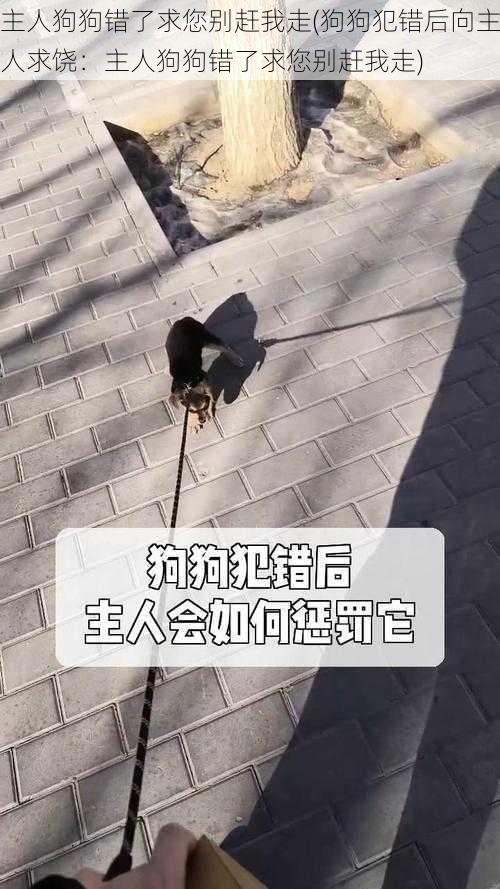 主人狗狗错了求您别赶我走(狗狗犯错后向主人求饶：主人狗狗错了求您别赶我走)