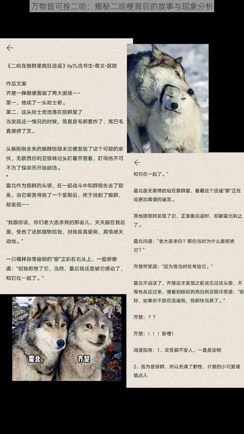 万物皆可拴二哈：揭秘二哈梗背后的故事与现象分析